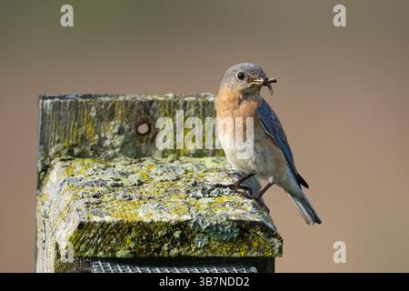 Vue latérale rapprochée de la femme Bluebird de l'est (Sialia sialis) perchée sur un nichoir avec un insecte dans le bec. Banque D'Images