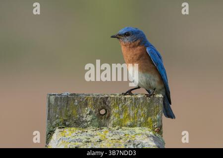 Vue latérale rapprochée du Bluebird de l'est mâle ((Sialia sialis) perché sur le nichoir. Banque D'Images