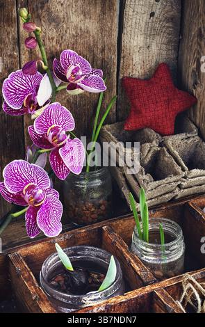 La branche fleurie de l'orchidée et du printemps était représentée des pousses dans des bocaux en verre Banque D'Images