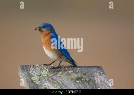 Bluebird de l'est mâle perché sur la boîte de nidification Banque D'Images