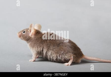 Souris brune de laboratoire isolée sur fond gris Banque D'Images