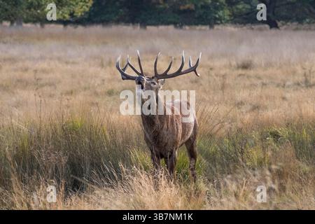 Un grand cerf rouge mâle rugissant pendant la saison des ornières à Richmond Park, Surrey, Royaume-Uni. Banque D'Images