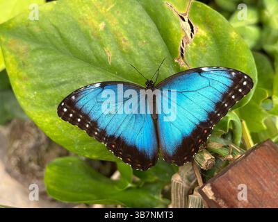 Papillon bleu vif le morpho bleu Menelaus (Morpho menelaus) avec des bords noirs perchés sur des feuilles vertes luxuriantes, mettant en valeur la beauté naturelle et le detaile Banque D'Images