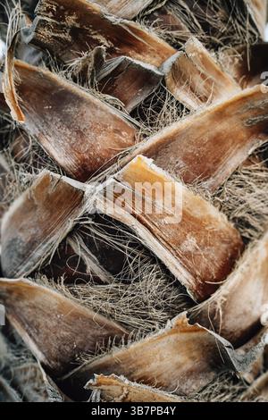 Écorce brune d'un palmier. Macro. Banque D'Images