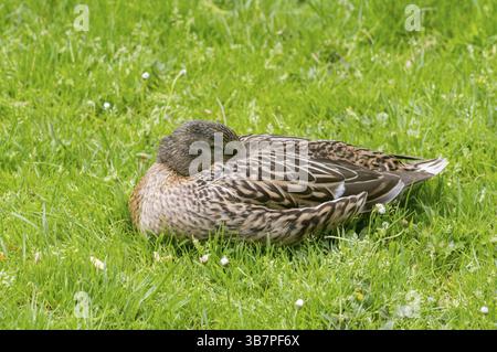 Canard colvert femelle à plumes brunes reposant sur un lit d'herbe courte et vert vif avec sa tête cachée sous son aile Banque D'Images