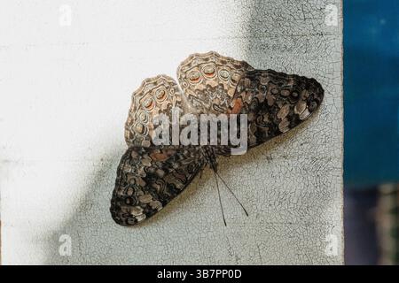 3 juillet 2024, Asuncion, Paraguay : une vue des ailes dorsales d'un papillon gris (hamadryas februa) avec la tête vers le bas, reposant sur un poteau en bois blanc pendant la journée ensoleillée d'hiver à Asuncion, Paraguay. (Crédit image : © Andre M. Chang/ZUMA Press Wire) Banque D'Images