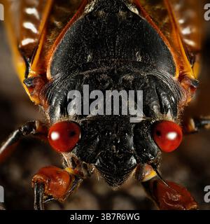 30 mai 2023, Penfield, il - Illinois, USA - États-Unis : une cigale adulte sur un arbre le long de la branche nord de la rivière Chicago à Skokie, Illinois, 30 mai 2024. (Crédit image : © E. Jason Wambsgans/Chicago Tribune via ZUMA Press Wire) Banque D'Images