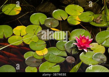 Gros plan de la Nymphée rose « attraction » - Nymphée d'eau dans l'étang avec Rana clamitans - grenouille verte et Carassius auratus - poisson doré dans le jardin de l'arrière-cour. Banque D'Images