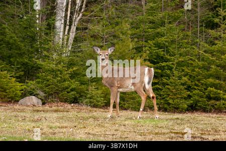 Cerf de Virginie (Odocoileus virginianus) debout à la lisière des bois de conifères à Bloomingdale, New York, États-Unis. Région des Adirondack, début du printemps. Banque D'Images