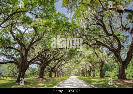 BOONE HALL PLANTATION & JARDIN (1681) MOUNT PLEASANT SOUTH CAROLINA USA Banque D'Images