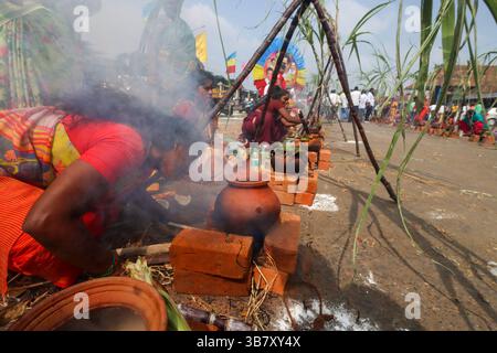 14 janvier 2024, Chennai, Tamil Nadu, Inde : à l'occasion du festival de Pongal, toutes les femmes célébrant avec égalité le Pongal en mettant Pongal au festival Samatwa Pongal qui se tient au marché de Koyambedu, Chennai...Pongal également appelé Thai Pongal, est un festival de récolte de plusieurs jours célébré par les Tamouls du monde entier. Elle est observée au mois de Thai selon le calendrier solaire tamoul et tombe généralement le 14 ou 15 janvier. Il est dédié au Dieu de la lumière Surya, également connu sous le nom de Dieu du Soleil et correspond à Makar Sankranti, la fête de la moisson sous de nombreux noms régionaux Banque D'Images