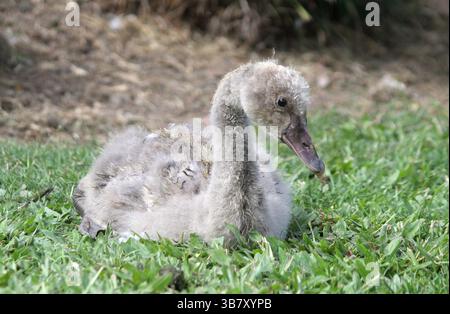 Bébé cygnet cygnet noir assis sur l'herbe Banque D'Images