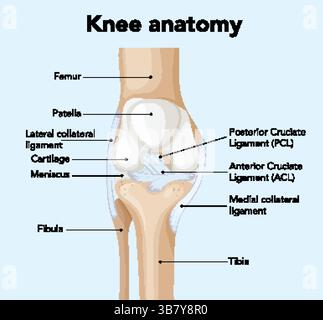 Illustration de l'anatomie du genou avec des parties étiquetées, présentant les ligaments et les os dans un style clair et éducatif Illustration de Vecteur