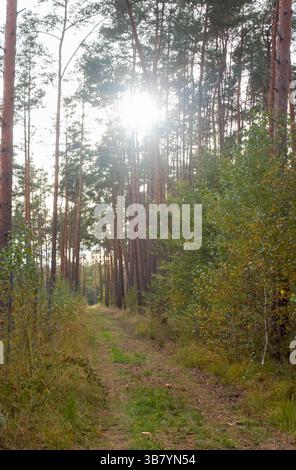 un sentier naturel serein entouré de verdure luxuriante et de lumière automnale Banque D'Images