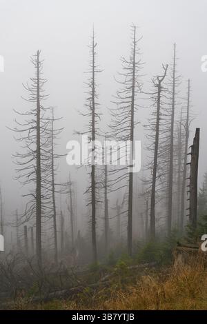 Forêt morte avec des épinettes en raison de l'infestation de coléoptères au pied de Brocken près de Schierke dans le parc national du Harz Banque D'Images