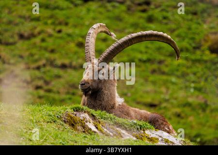 Tierwelt, Steinbock 2025-04-26, AUT, Ferleiten : Steinbock mit mächtigem Hörnern an einem Hang in den österreichischen Alpen. *** Faune, Ibex 2025 04 26, AUT, Ferleiten Ibex avec de puissantes cornes sur une pente dans les Alpes autrichiennes Banque D'Images
