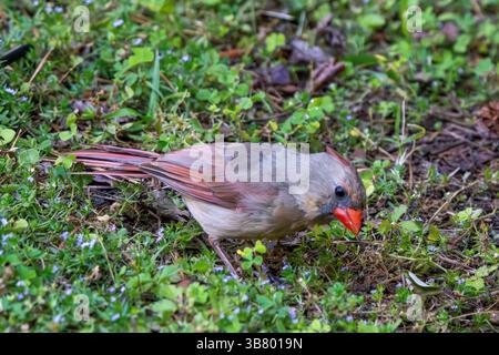 Femelle cardinal du Nord cherchant sur la pelouse Banque D'Images