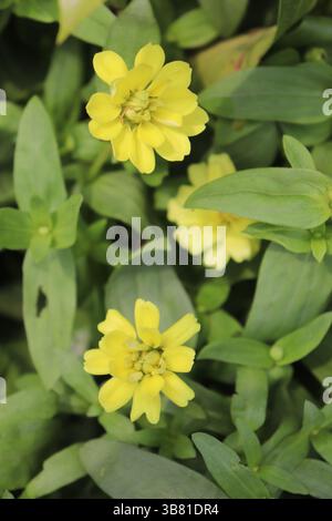 Ce cliché à hauteur des yeux présente des fleurs de zinnia jaune éclatantes, entourées de feuilles vertes éclatantes. L'image capture la beauté de la nature avec un textu détaillé Banque D'Images