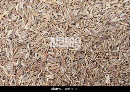 Cette photo macro présente de nombreuses graines de cumin qui remplissent étroitement la scène, affichant leurs surfaces texturées et riches tons bruns. L'image de Banque D'Images
