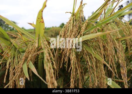 Gros plan de l'usine de riz montrant des têtes de grain matures et dorées prêtes pour la récolte contre un ciel lumineux ; le champ agricole semble luxuriant avec des cultures florissantes. Banque D'Images
