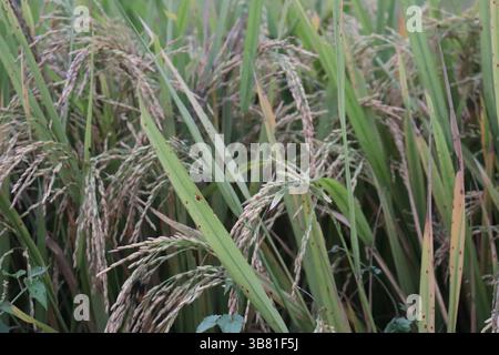 De près, les plants de riz vibrants avec des tiges vertes saines et des têtes de grains dorés créent une rizière dense et florissante prête à la récolte, montrant l'agroalimentaire Banque D'Images