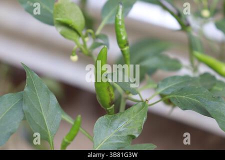 Capture la vue rapprochée de piments verts frais et non mûrs poussant sur la plante parmi de larges feuilles vertes dans un jardin extérieur. Le photog Banque D'Images