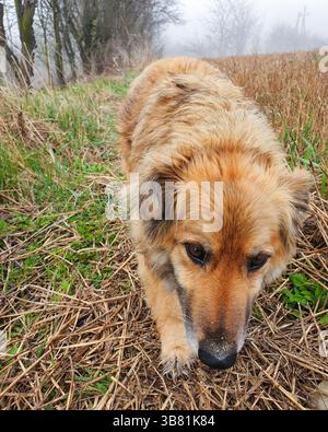Chien de gingembre dans la campagne - POV promenant un chien le matin brumeux. Banque D'Images