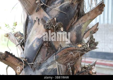 Cette image montre un gros plan d'un tronc de palmier, mettant en valeur l'écorce texturée marquée par les restes en décomposition de vieilles frondes, créant un naturel, o Banque D'Images