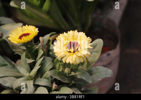 Capturant l'essence vibrante de la nature, cette image présente deux fleurs de calendula, leurs pétales jaunes entourant un centre rouge saisissant, niché ami Banque D'Images