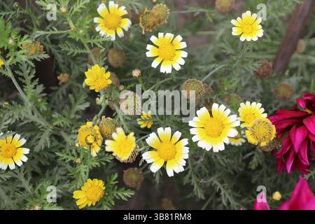Un gros plan serein capture des fleurs d'Argyranthemum présentant des centres jaunes vibrants et des pétales blancs éclatants fleurissant dans un cadre de jardin naturel, sous Banque D'Images