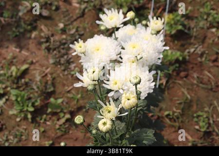 Capture une vue intime de divers chrysanthèmes blancs en pleine floraison, mêlés à des bourgeons jaunes en développement, soulignant leur beauté texturale Banque D'Images