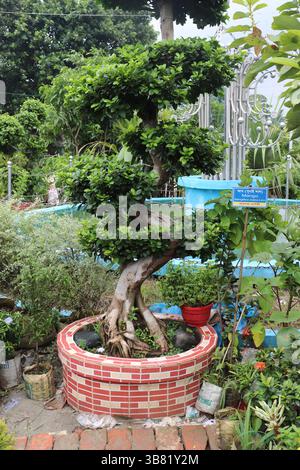 Un bonsaï bien cultivé présente un tronc épais et torsadé et un feuillage vert éclatant, niché dans une jardinière construite à partir de briques rouges et blanches, Banque D'Images