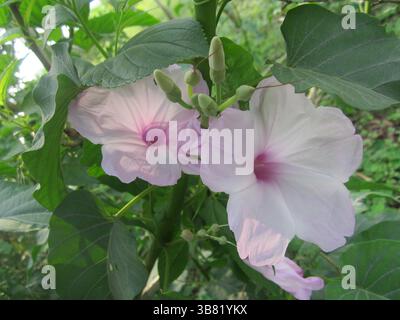 Gros plan présente deux fleurs de couleur lavande avec des centres roses vibrants, nichées entre plusieurs feuilles vertes et de petites gousses de fleurs en herbe, toutes à chapeau Banque D'Images