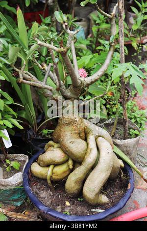 La plante Desert Rose affiche sa forme unique et son système racinaire épais niché dans un pot bleu à l'extérieur, sur fond verdoyant de fol vert diversifié Banque D'Images
