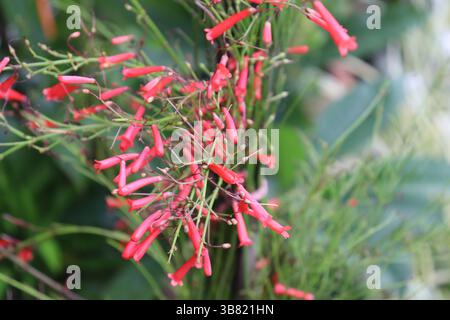 Un gros plan intime met en valeur un groupe de fleurs rouges éclatantes de pétards en cascade à partir de tiges vertes minces. L'accent est mis sur la flore complexe Banque D'Images