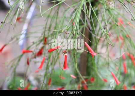 Cette image en gros plan montre les fleurs rouge vif Firecracker gracieusement accrochées parmi les tiges vertes minces. L'arrière-plan du jardin botanique améliore Banque D'Images