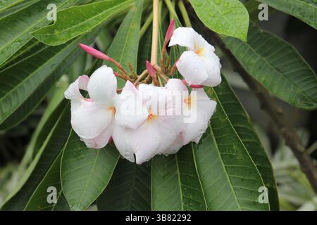 Close Up présente un groupe de fleurs de plumeria blanches ornées de gouttes de pluie, entourées de feuilles vertes et fraîches. Les fleurs présentent un rose pâle acc Banque D'Images