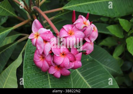 Un groupe de fleurs de plumeria rose scintille avec des gouttes de pluie fraîches, sur fond de feuilles et de branches vibrantes et verdoyantes, mettant en valeur le Banque D'Images
