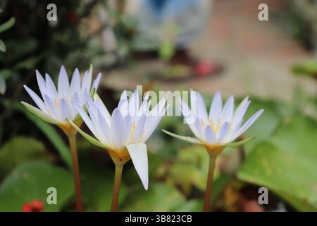Gros plan présentant trois nénuphars violets clairs avec des centres jaunes dans une lumière extérieure douce. La composition souligne les pétales délicats et leurs Banque D'Images