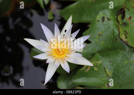 Un magnifique cliché plein de haut en bas révèle un nénuphar blanc éclatant avec un centre jaune vif entouré d'eau sombre et de nénuphars recouverts d'eau D. Banque D'Images