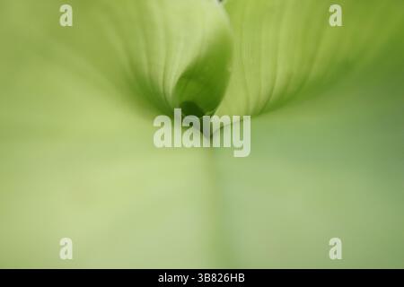 Cette macro photographie capture les détails complexes d'une feuille de plante verdoyante. L'image met en valeur les motifs naturels et les textures de la feuille, accentuation Banque D'Images