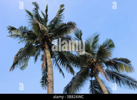 La photo montre deux cocotiers luxuriants, chargés de noix de coco non mûres, atteignant un ciel bleu clair et lumineux, créant un sce tropical vif Banque D'Images