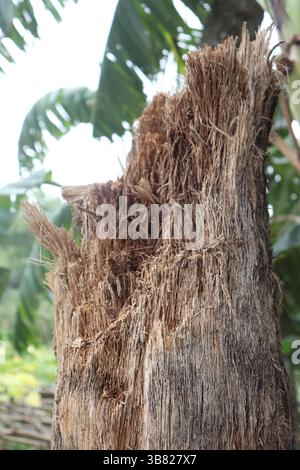 Une image très texturée en gros plan montre un morceau de bois endommagé et altéré, avec des bords très tranchants. L'arrière-plan est flou et montre des feuilles tropicales Banque D'Images