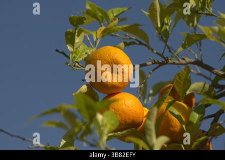 Oranges mûres de Séville suspendues à une branche d'arbre sous un ciel bleu clair andalou, capturées dans une lumière naturelle chaude.Séville, Espagne Banque D'Images