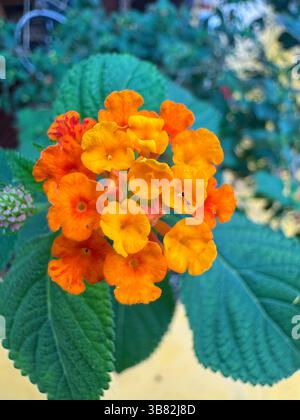 Couleur orange fleur de Lantana de l'Inde occidentale ou Bunga tahi ayam. Arrière-plan de la nature. Macrophotographie. Gros plan Banque D'Images