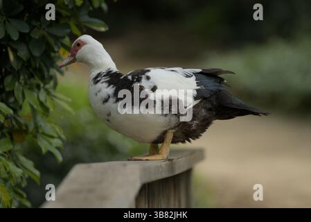 Canard de Barbarie debout sur une balustrade en bois dans un parc andalou calme, montrant un plumage noir et blanc et un détail facial rouge.Sevilla, Espagne Banque D'Images