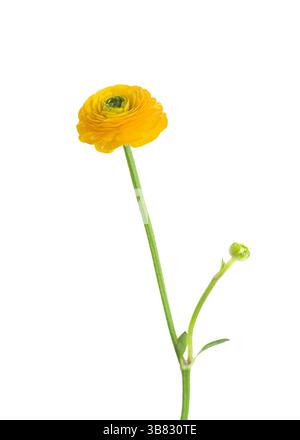 Fleur jaune de Ranunculus isolée sur fond blanc. Banque D'Images
