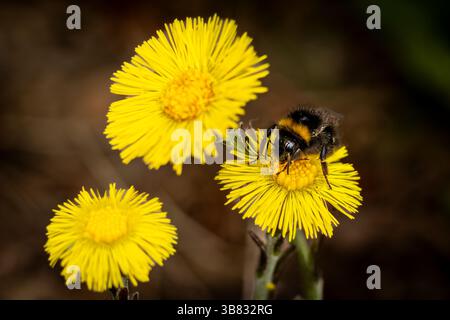 Bumblebee sur une fleur. Insectes pollinisateurs dans l'écosystème Banque D'Images