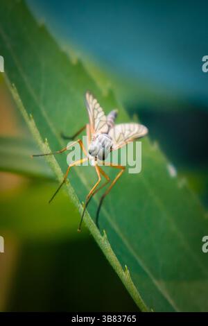 Macro photographie d'un insecte reposant sur une feuille verte. Ses grands yeux composés, ses ailes détaillées et ses jambes segmentées sont clairement visibles, mettant en évidence Banque D'Images