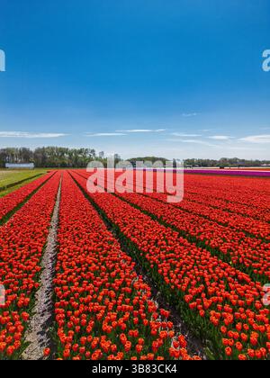 Une vue aérienne époustouflante des champs de tulipes en fleurs, avec des rangées horizontales parfaitement alignées de rouge et de vert vif créant un motif rayé captivant Banque D'Images